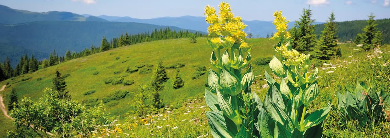 Kräuterwissen | Gelber Enzian blüht auf den Berghängen