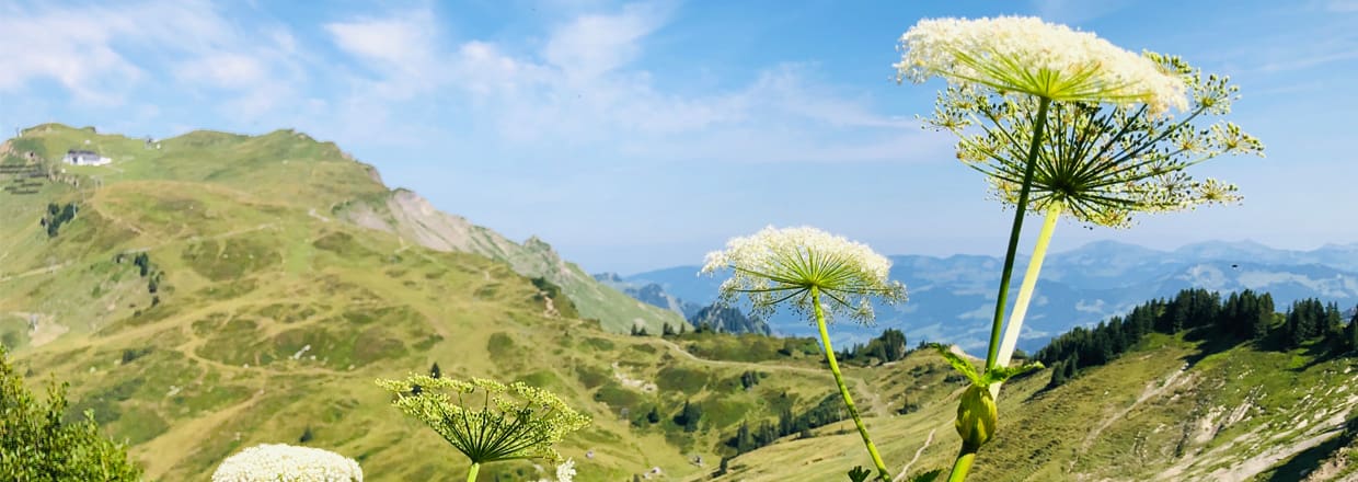 Blühender Meisterwurz auf einer steinigen Bergwiese