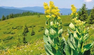 Blühender Gelber Enzian auf einer Bergwiese