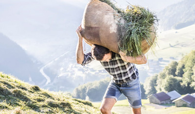 Junger Bergbauer trägt ein Bündel gemähte Wiesenkräuter einen Berghang hinauf