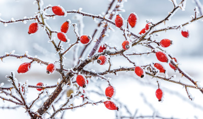 Mit Schnee bedeckter Zweig mit roten Hagebutten