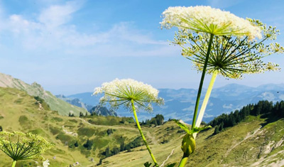 Blühender Meisterwurz auf einer steinigen Bergwiese