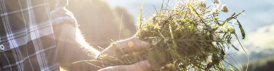Klarer Löwen Kräuterschnaps | Doppelt destilliert und in Steingut gelagert