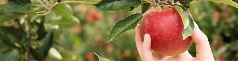 Knackiger, rotbackiger Apfel wird von Hand gepflückt