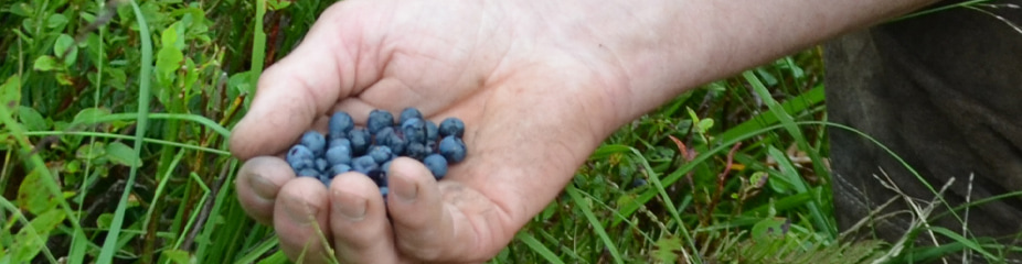 Löwen Fruchtlikör | Aus erlesenen Beeren, Nüssen und Samen