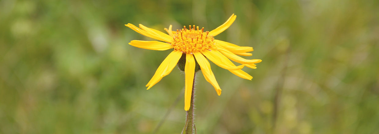 Das Naturerlebnis: Wildkräuter-Wanderung